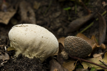Vascellum pratense / Vesse de loup des prés / vesse de loup à diaphragme