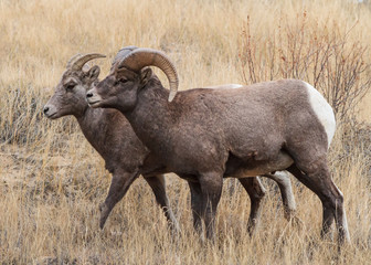 Bighorn Sheep in Colorado