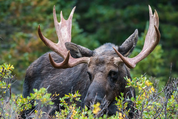 The Shiras Moose of Colorado