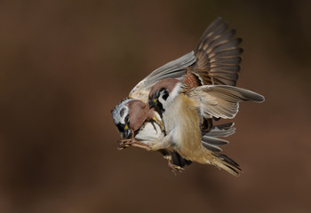 Eurasian Tree Sparrows in brutal battle in the air 
