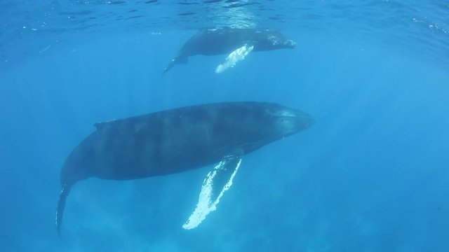 Mother and Calf Humpback Whales in Clear Blue Sea