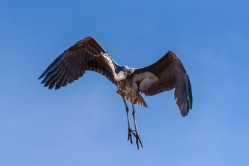 Great Blue Heron in Flight