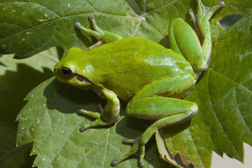 Hyla meridionalis / Rainette méridionale