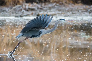 Great Blue Heron in Flight