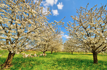 Obraz premium Kirschbaumplantage in der Fränkischen Schweiz