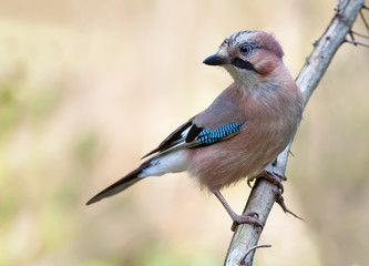 Eurasian Jay perched on a dry branch with light background 