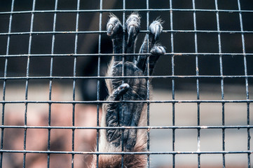 Primate hands gripping on cage