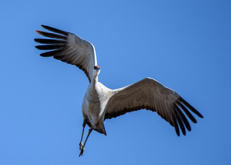 Greater Sandhill Crane