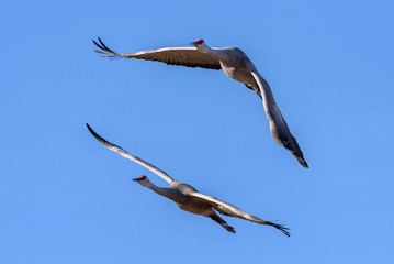 Greater Sandhill Crane