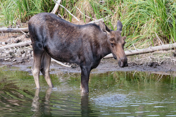 Fototapeta premium Bull Moose in Pond