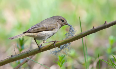 Common Chiffchaff perched with nest material in beak 