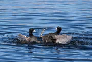 Two Coots Fighting
