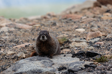 Marmot in the Rocky Mountains