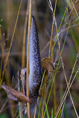 Limax maximus / Limace léopard / Grande limace grise
