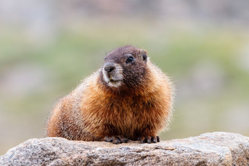 Marmot in the Rocky Mountains