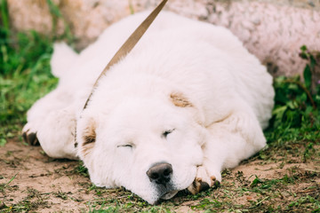 Central Asian Shepherd Dog Sleeping Outdoor.