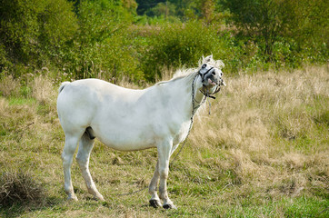 Obraz na płótnie Canvas A young horse grazing outdoors on the field