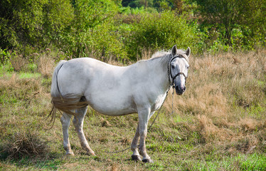 A young horse grazing outdoors on the field