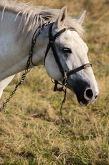 Obraz premium A young horse grazing outdoors on the field