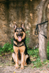 Staring Medium Size Long-Haired Mongrel Black And Red Dog With P