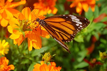 Beautiful orange Butterfly 