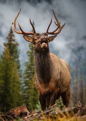 Bull Elk in the Rocky Mountains of Colorado
