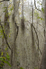 Tillandsia usneoides / Fille de l'air / Mousse d'Espagne