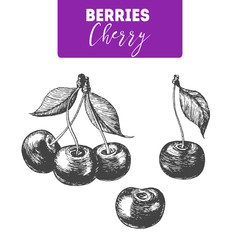 Cherry hand drawn vector illustration set. Engraved food image