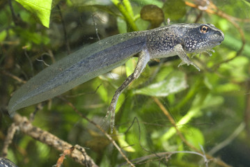 Rana dalmatina / Grenouille agile / Tétard