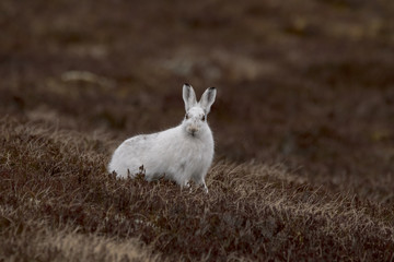mountain hare