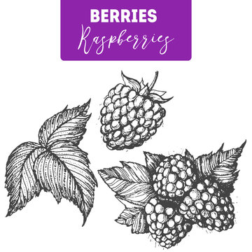 Raspberry hand drawn vector illustration set. Engraved food image