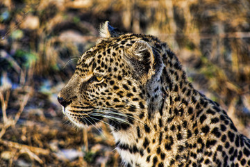 Leopard, Sabi Sands, Game Reserve, South Africa