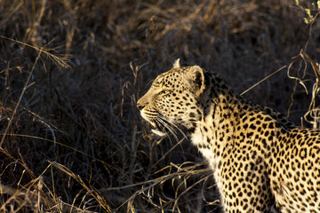 Leopard, Sabi Sands, South Africa