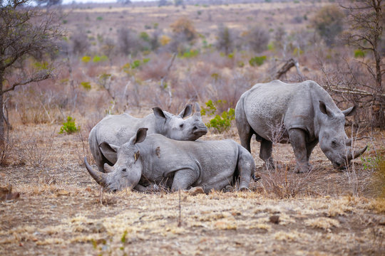 Krüger Bilder Durchsuchen 13,765 Archivfotos, und