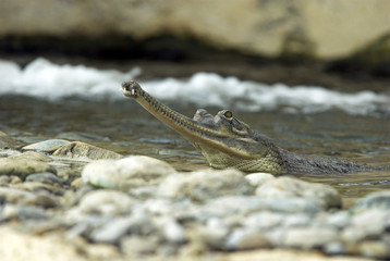 Gavialis gangeticus / Gavial du Gange