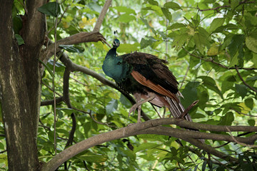 Pavo cristatus / Paon bleu
