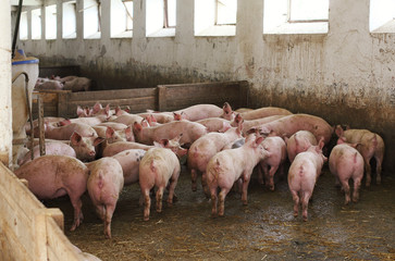 Bunch of pigs in stable