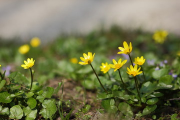 Spring flowers in the garden