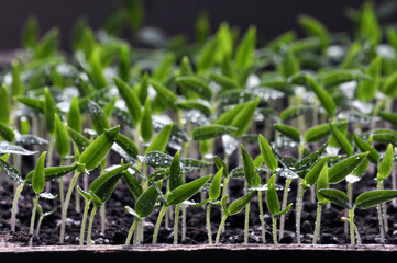 
Stairs of sweet pepper seedlings with two true leaves no