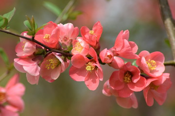 Fototapeta na wymiar Beautiful Japanese quince blossom