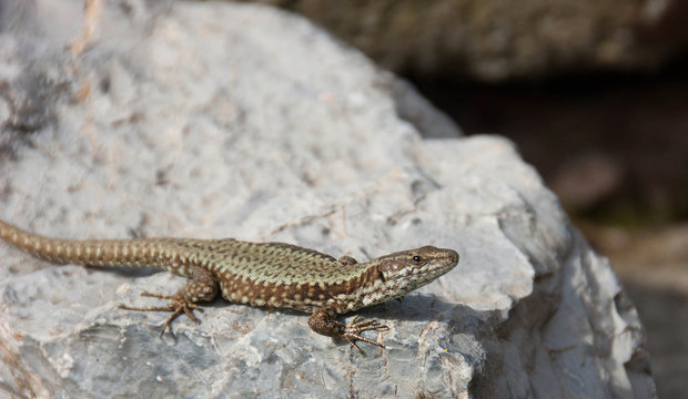 Lizard standing on the rock