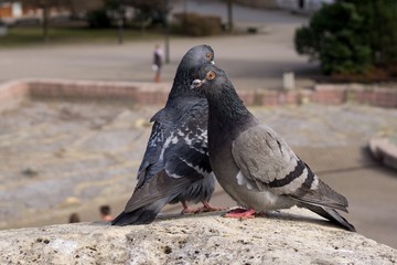 Obraz premium Mating pigeons in the town. Slovakia