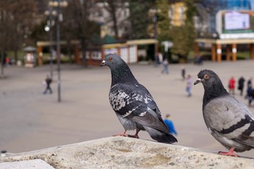 Mating pigeons in the town. Slovakia