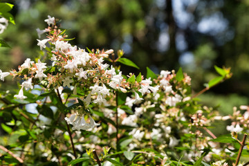 Stephanotis, Asclepiadaceae family