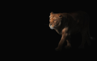 Obraz na płótnie Canvas Close up on tiger on black background