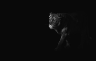 Naklejka na ściany i meble Close up on tiger on black background, black and white