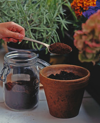 Marc de café sur plante en pot - obrazy, fototapety, plakaty