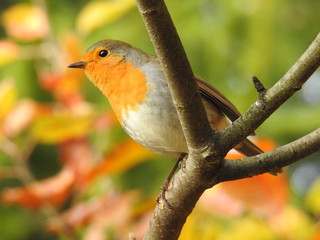 Beautiful robin