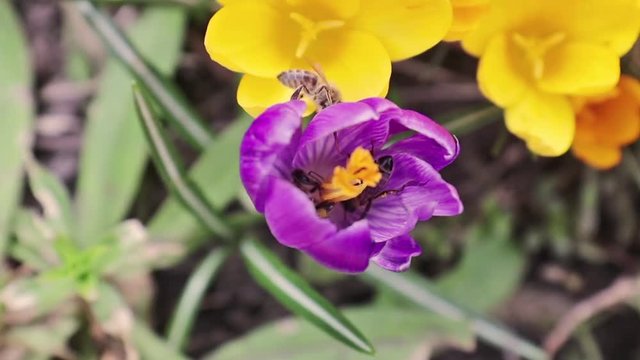 Bee collects nectar and flies. Violet blooming crocuses in light breeze. Sunny day.