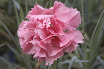 Dianthus x / Oeillet mignardise 'Marshmallow'